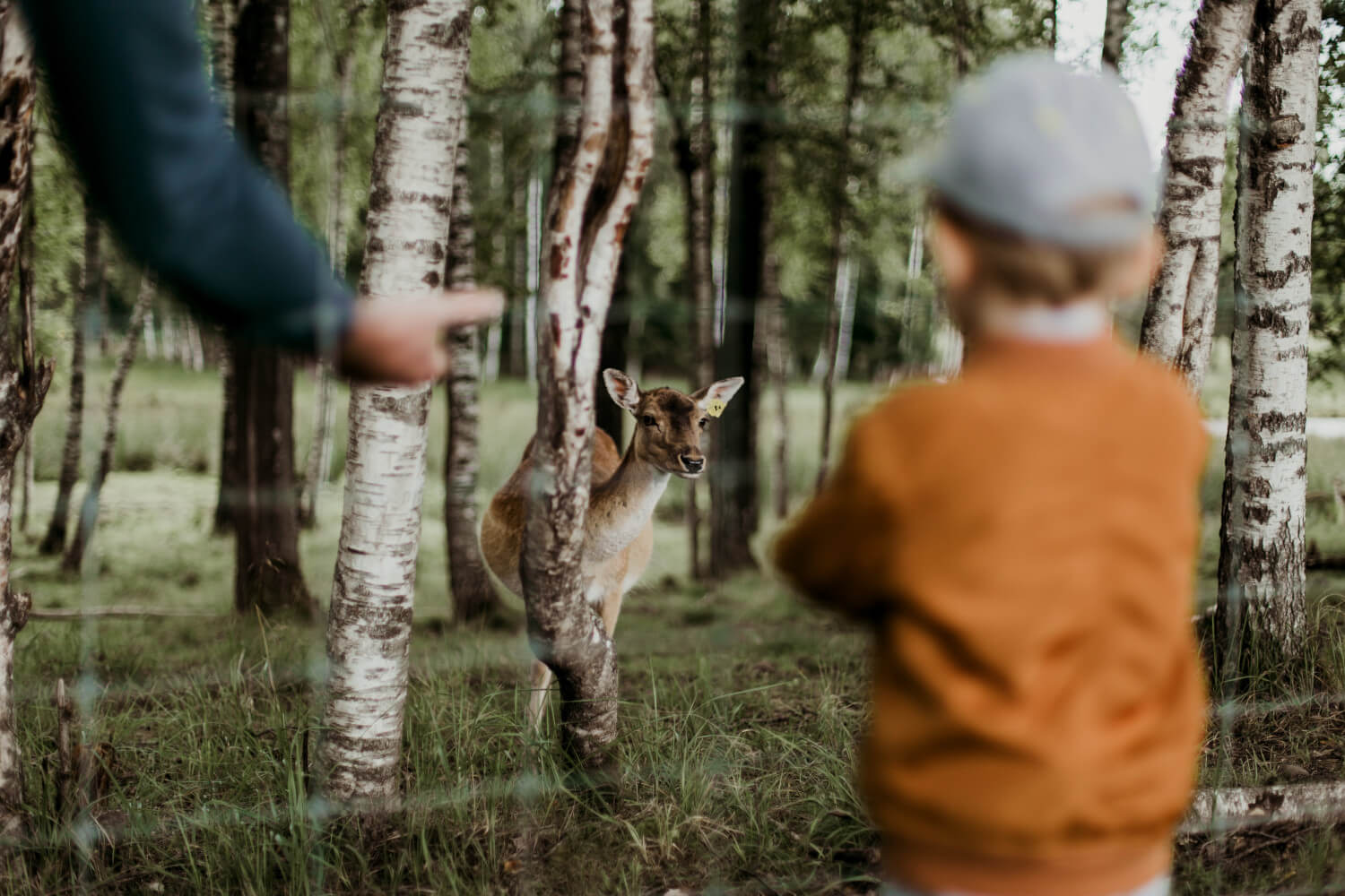 Mini ZOO Bieszczady