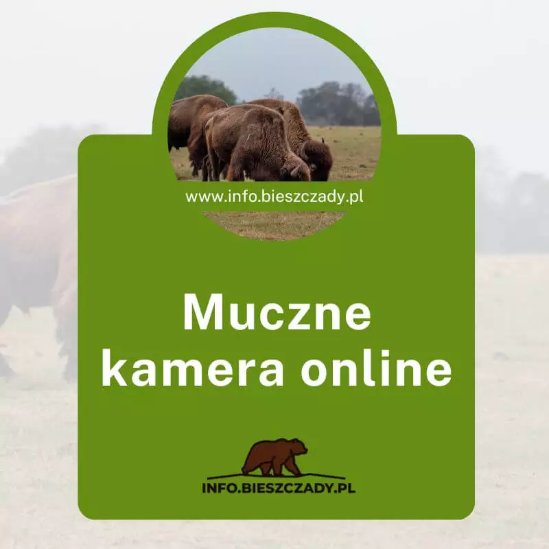 Muczne kamera online