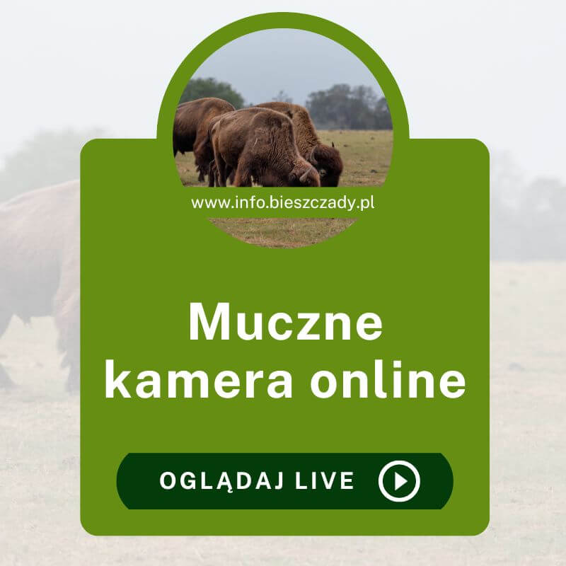 Muczne kamera online