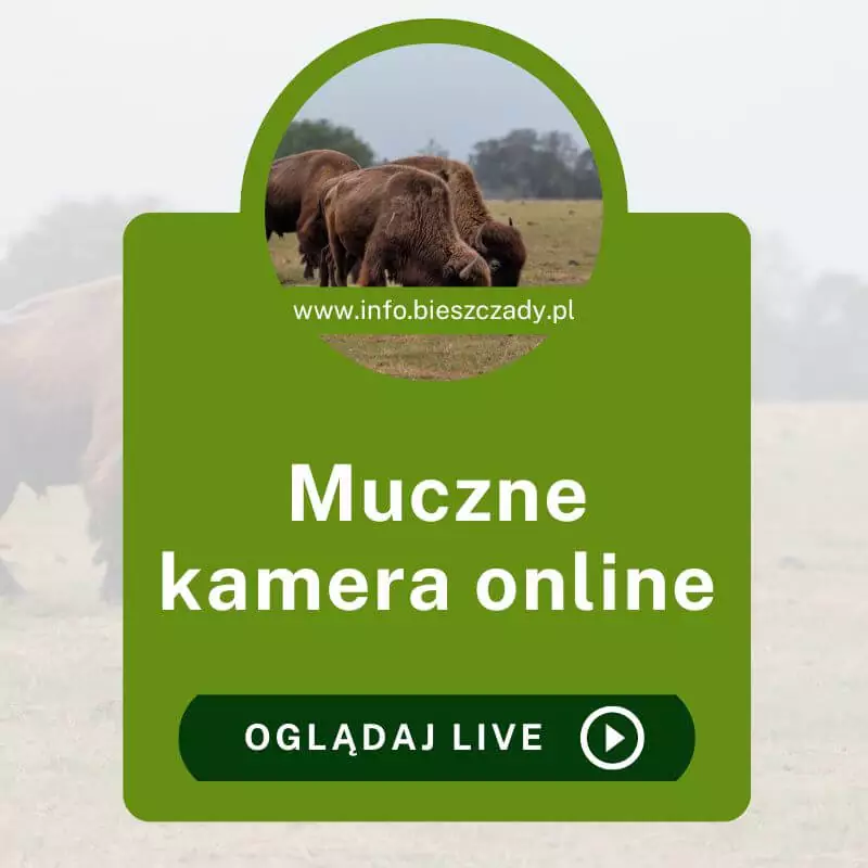 Muczne kamera online