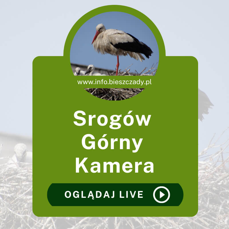 Kamera Online Srogów Górny