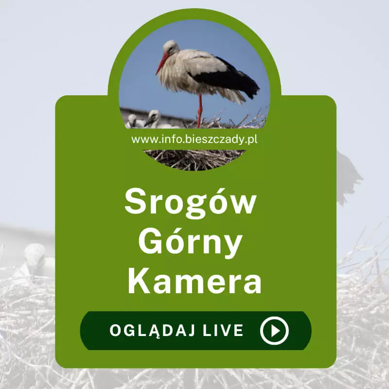 Kamera Online Srogów Górny