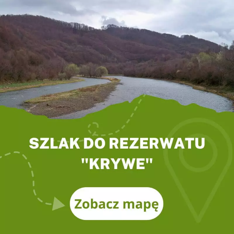 Szlak do Rezerwatu „Krywe”