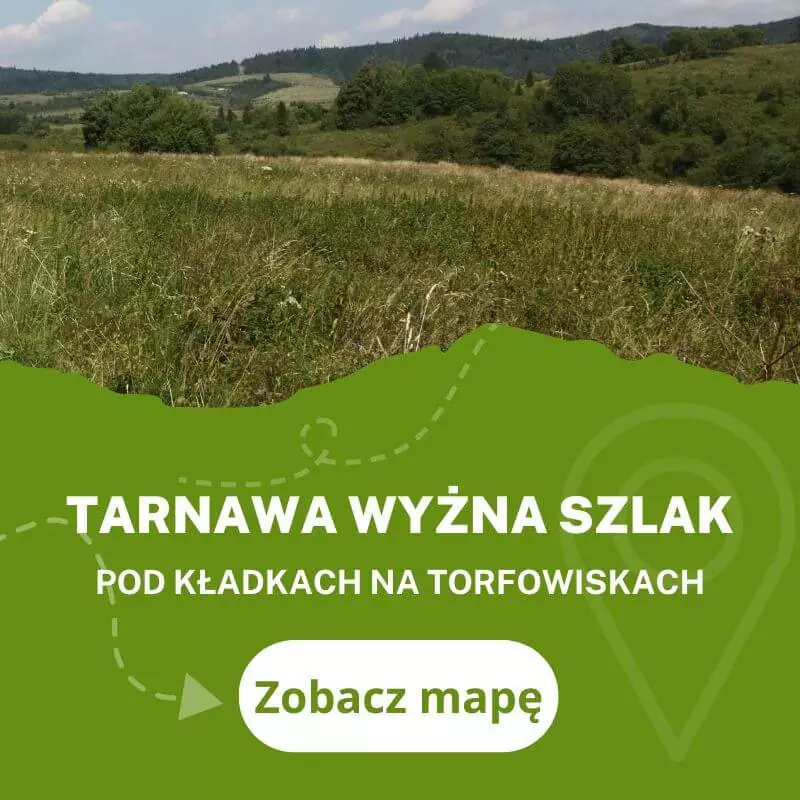 Szlak w Tarnawie Wyżnej po kładkach na torfowiskach