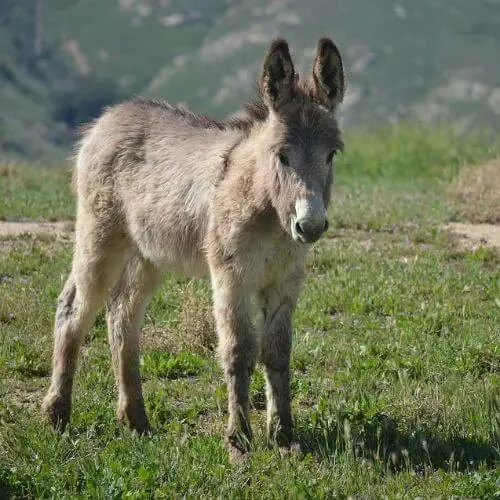 Mini Zoo Bieszczady - atrakcja dla dzieci