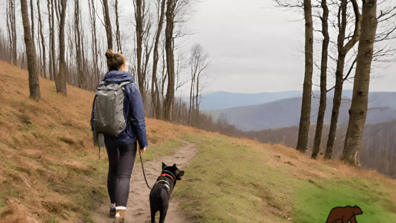 Bieszczady z psem – szlaki w Bieszczadach idealne do podróży z czworonogiem