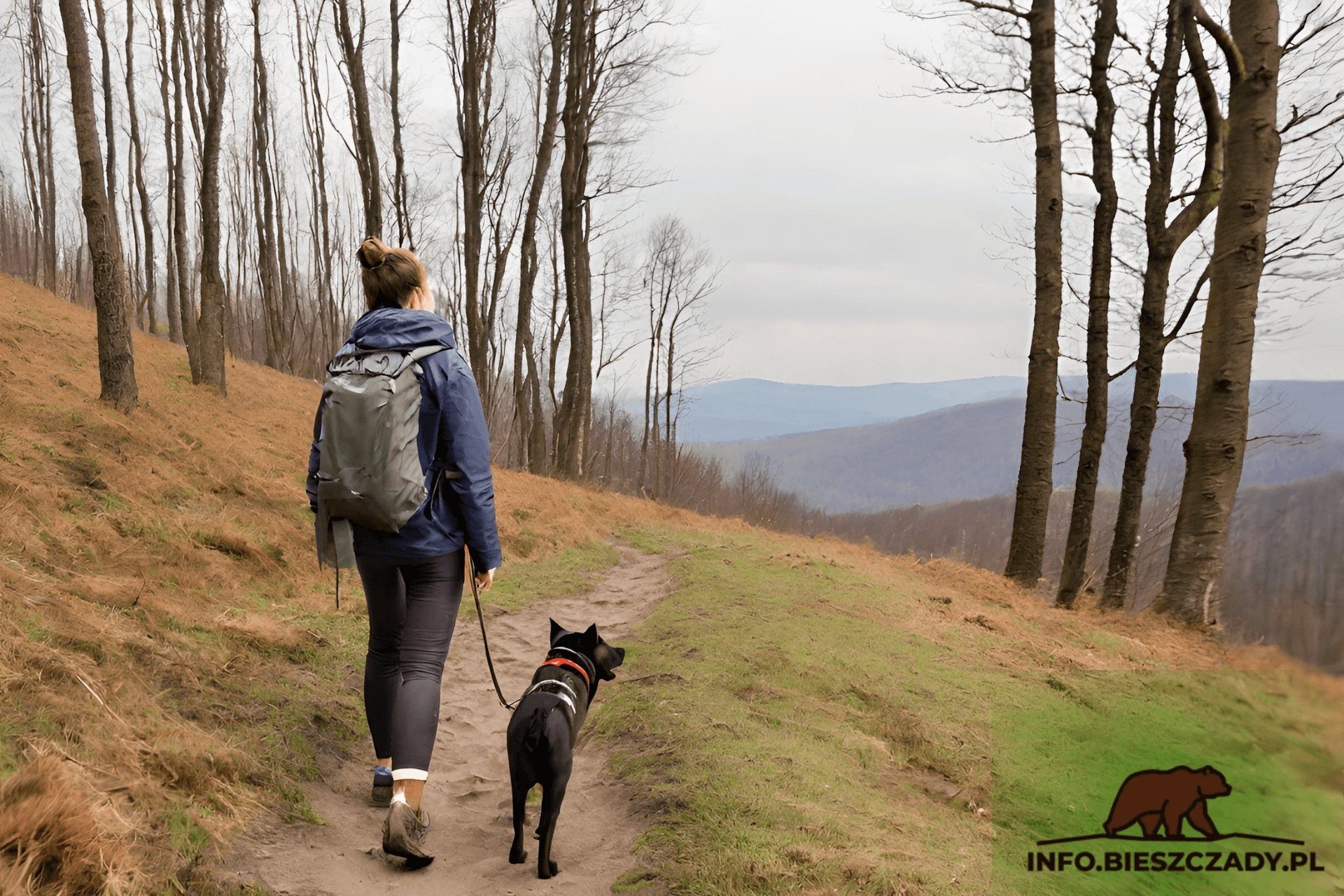 Bieszczady z psem – szlaki w Bieszczadach idealne do podróży z czworonogiem