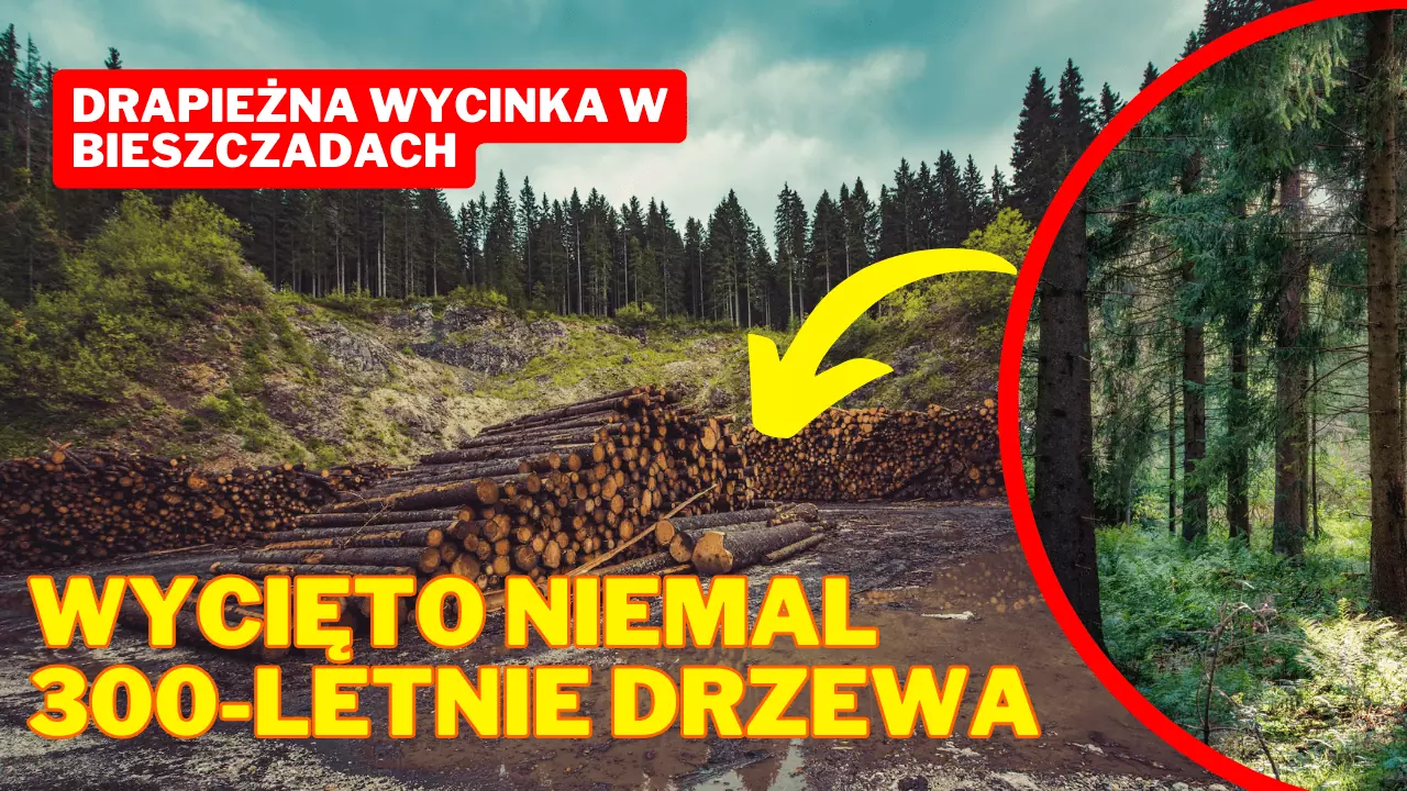 W Bieszczadach Giną Skarby Przyrody: wycięto niemal 300-letnie drzewa