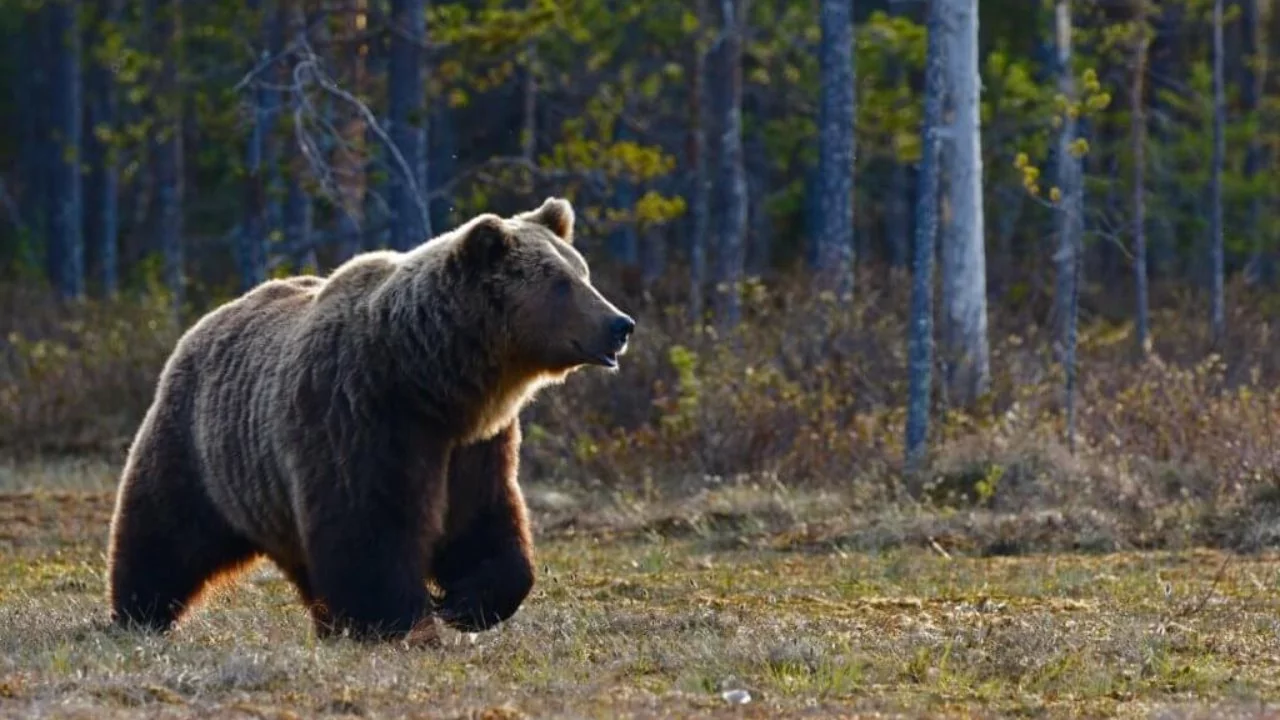 Niedźwiedzie w Bieszczadach