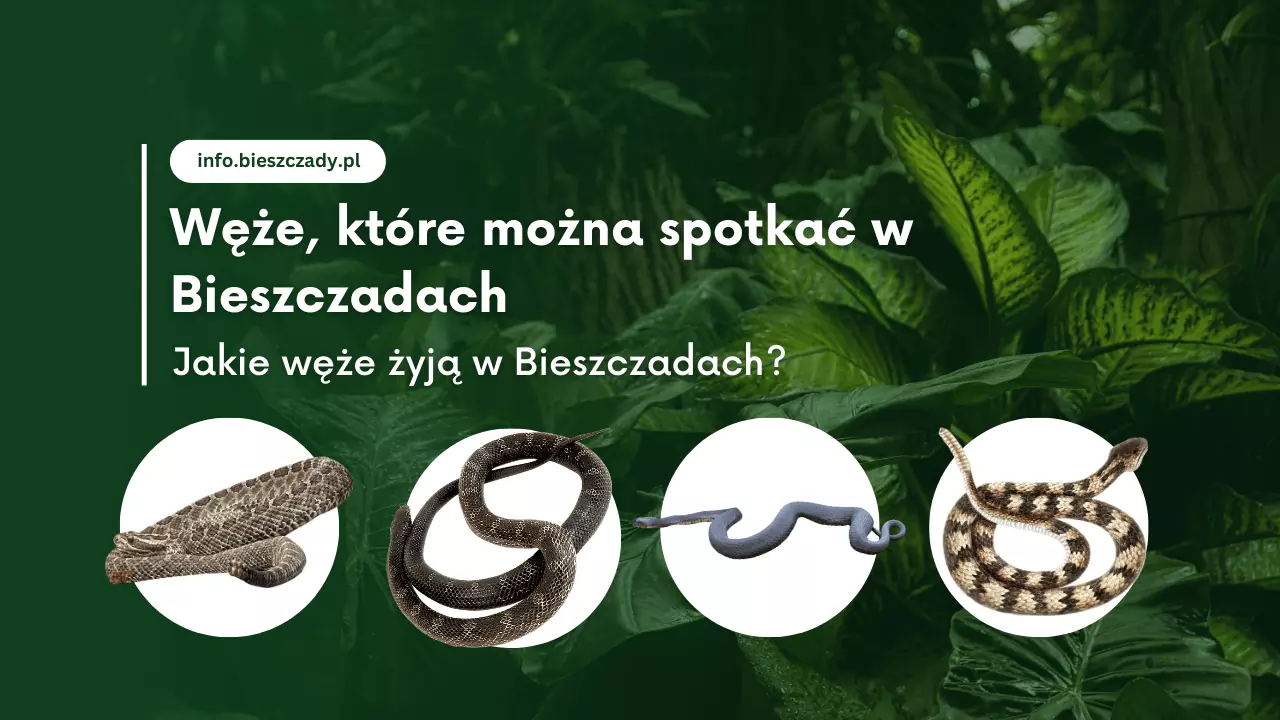 Węże w Bieszczadach