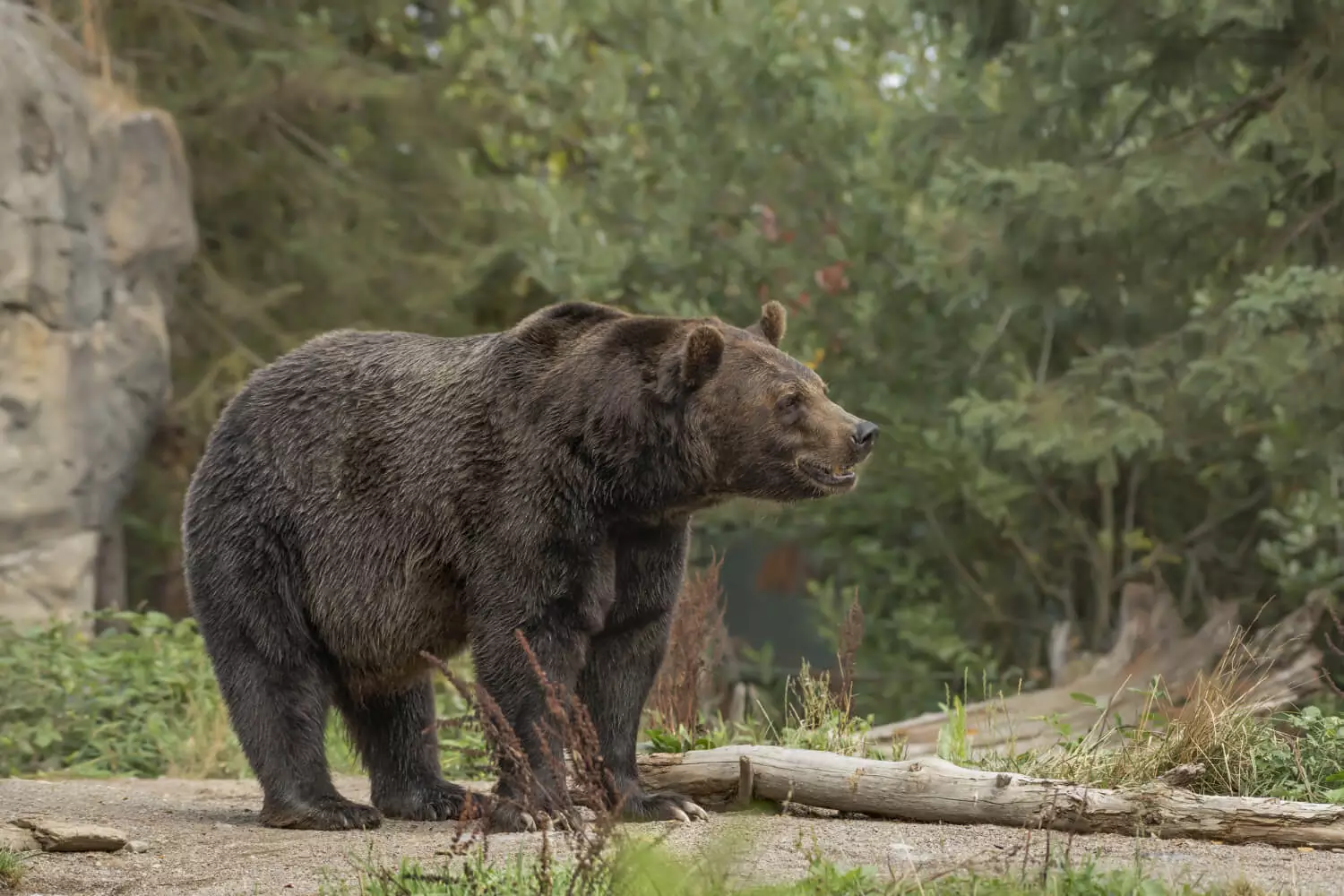 Atak niedźwiedzia w Bieszczadach – leśnicy znają przyczynę!