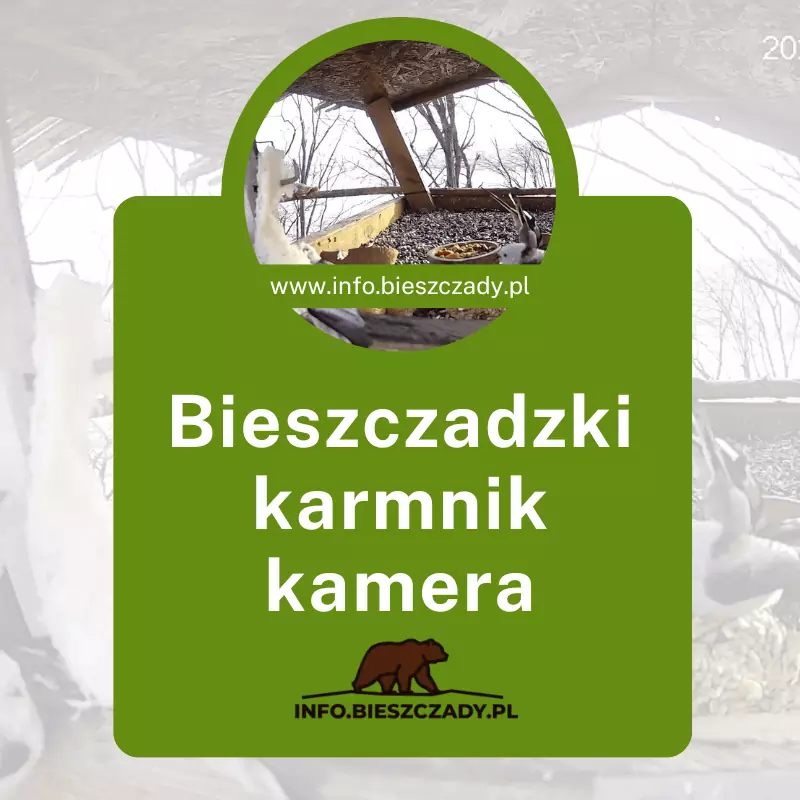 Bieszczadzki karmnik (1)