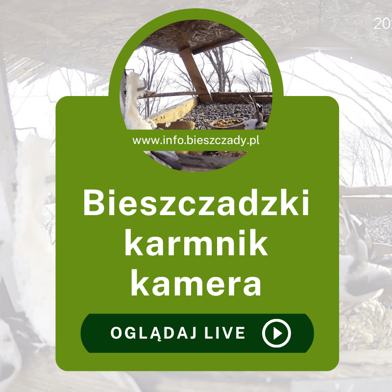 Bieszczadzki karmnik