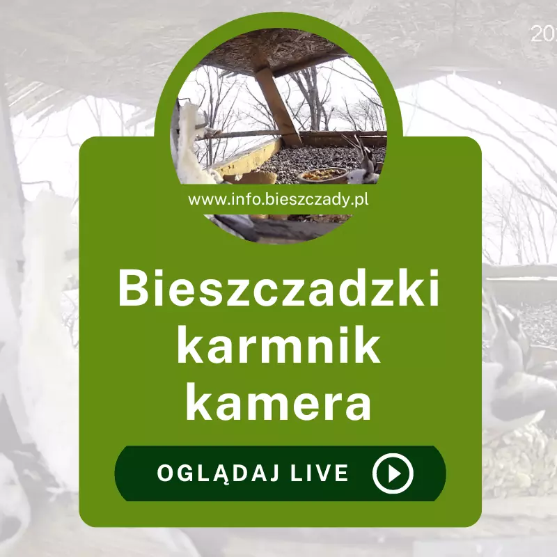 Bieszczadzki karmnik kamera