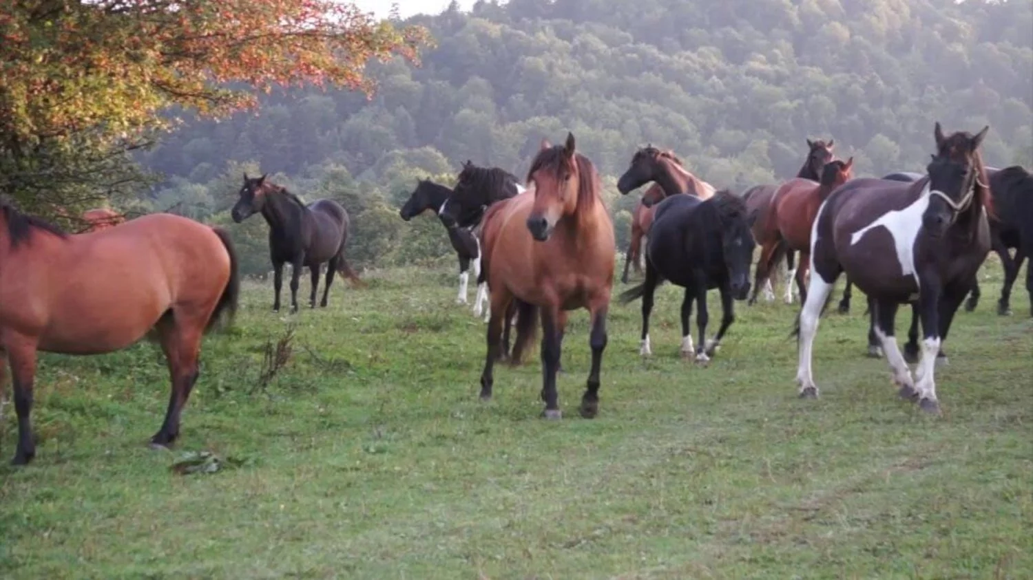 Stadnina Koni Huculskich Bieszczady
