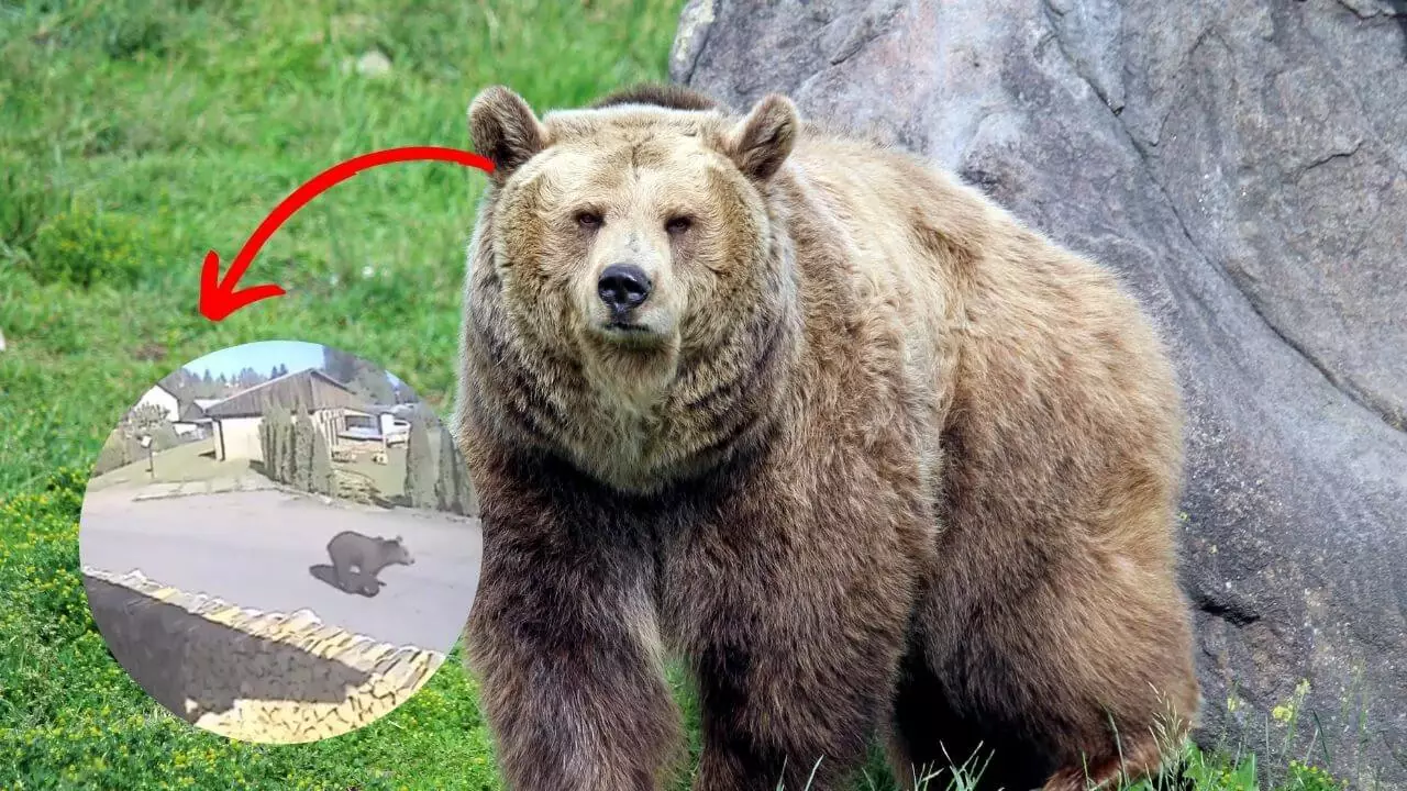 Zagórz: niedźwiedź w ogrodach mieszkanców