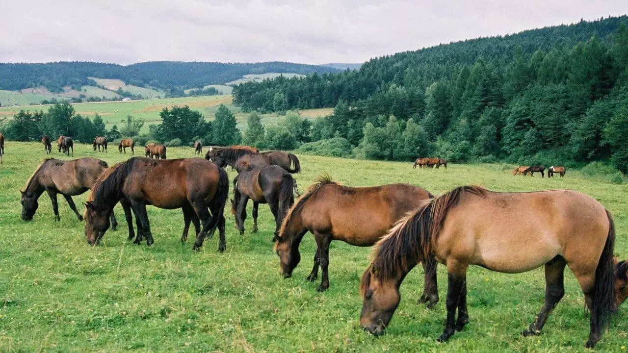 stadnina koni kuculskich Bieszczady