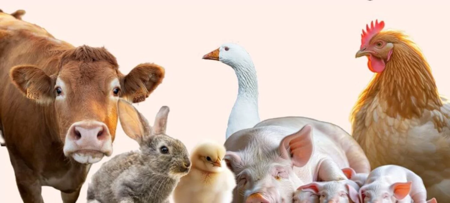 Wiejskie Zoo