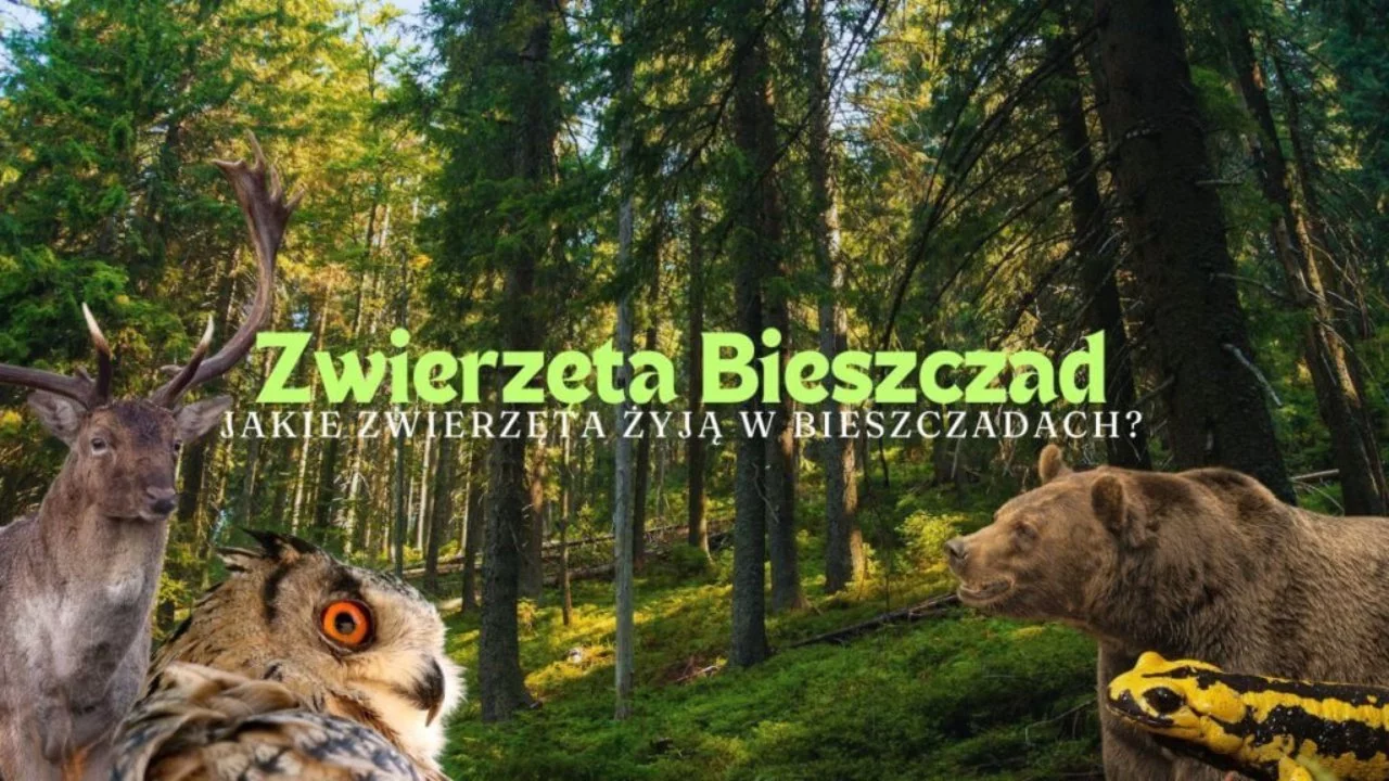 Zwierzęta w Bieszczadach
