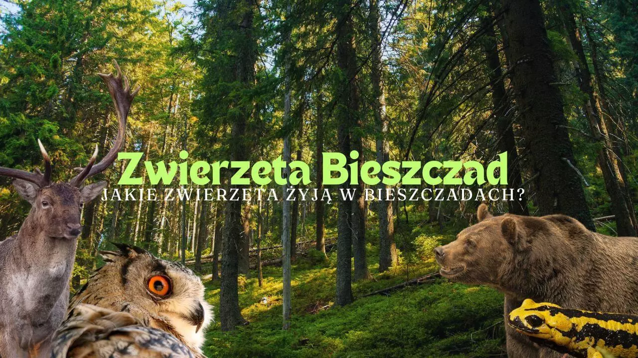 Zwierzęta w Bieszczadach