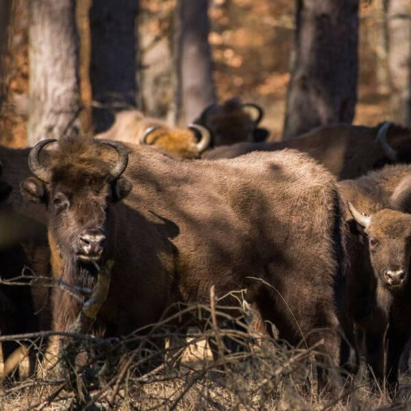 Jakie Zwierzę Jest Symbolem Bieszczadzkiego Parku Narodowego