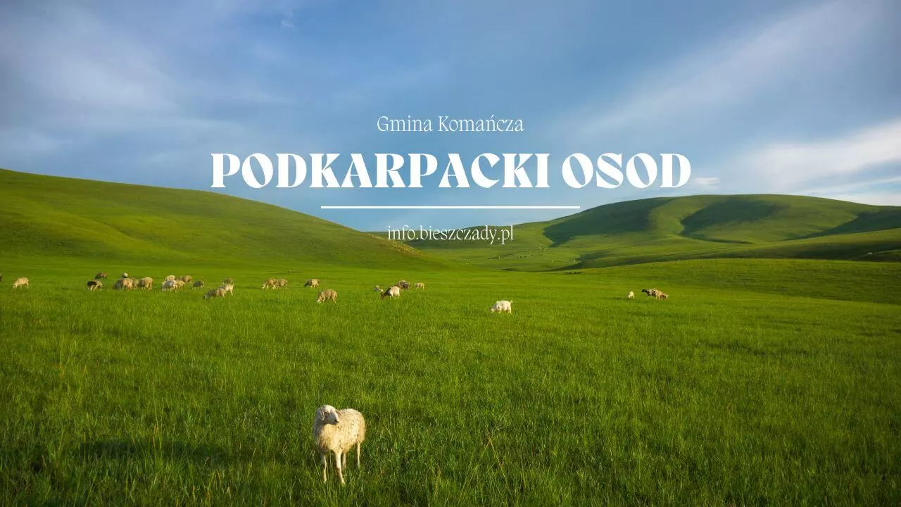 Tradycja pasterska ożywa w Bieszczadach. W Osławicy odbędzie się osod